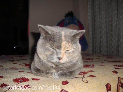 bicirik Dişi British Shorthair