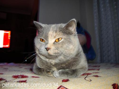 bicirik Dişi British Shorthair