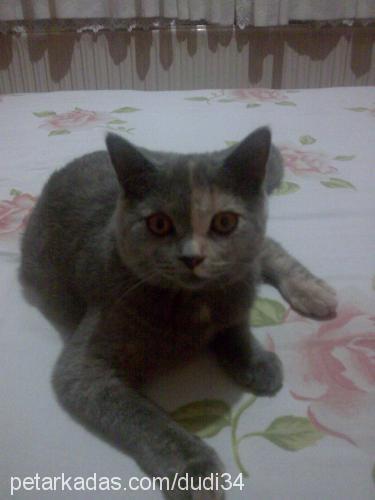 bicirik Dişi British Shorthair