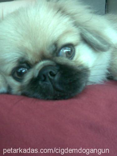 murphy Erkek Pekingese