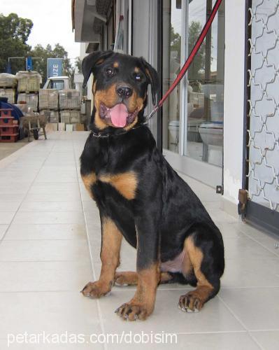 carlos Erkek Rottweiler