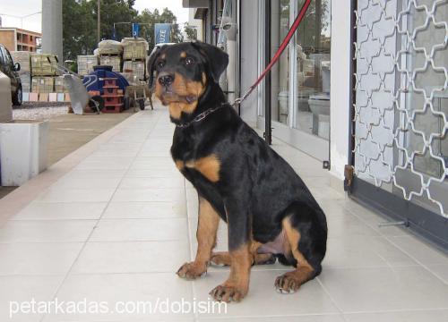 carlos Erkek Rottweiler