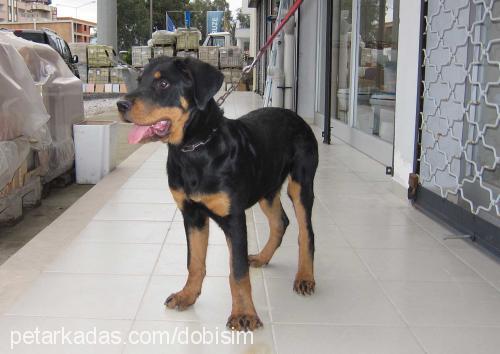 carlos Erkek Rottweiler