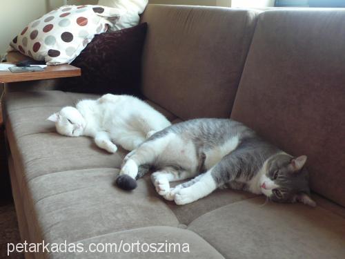 zima Dişi British Shorthair