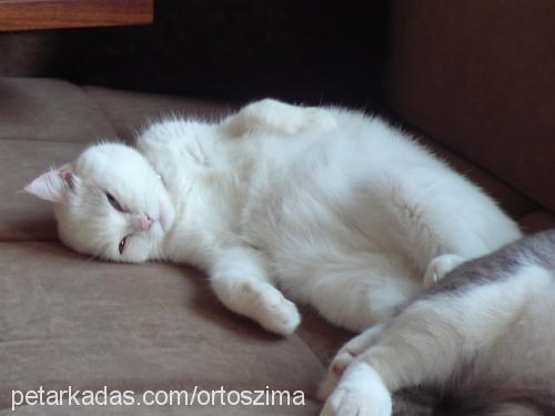 zima Dişi British Shorthair