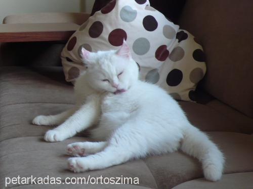 zima Dişi British Shorthair