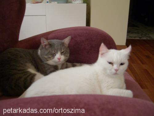 zima Dişi British Shorthair