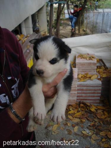 hector Erkek Sibirya Kurdu (Husky)