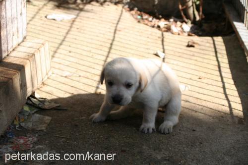 bolt Dişi Labrador Retriever