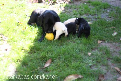 bolt Dişi Labrador Retriever