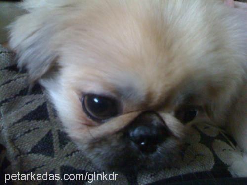 köpüşd Erkek Pekingese