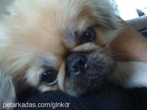 köpüşd Erkek Pekingese