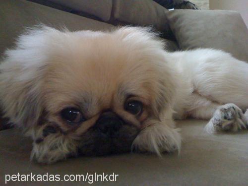 köpüşd Erkek Pekingese