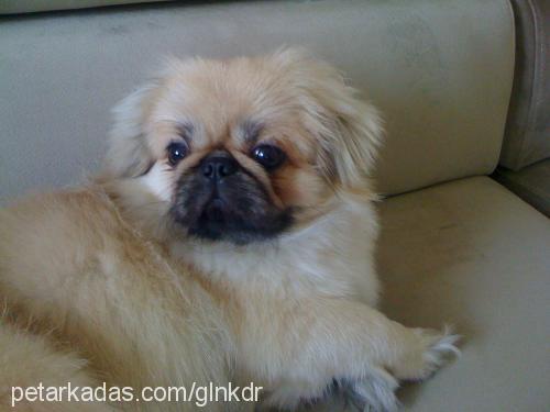 köpüşd Erkek Pekingese