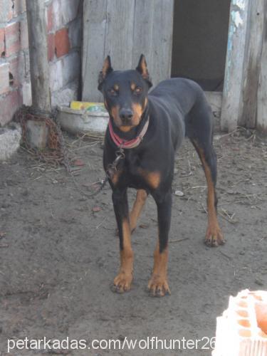 zeytin Dişi Doberman Pinscher