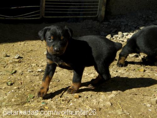 zeytin Dişi Doberman Pinscher