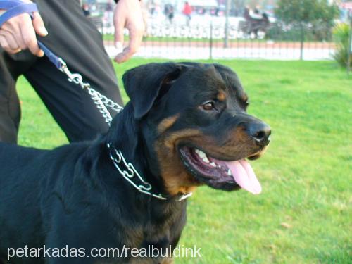 haydut Erkek Rottweiler