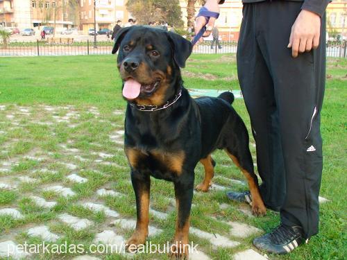 haydut Erkek Rottweiler