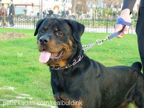 haydut Erkek Rottweiler