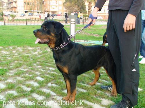 haydut Erkek Rottweiler