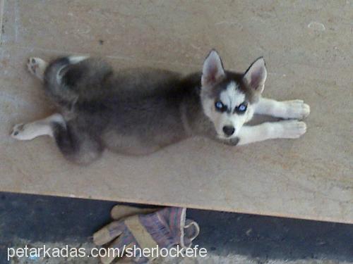 sherlockefe Erkek Sibirya Kurdu (Husky)