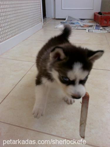 sherlockefe Erkek Sibirya Kurdu (Husky)