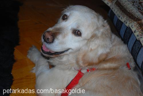 goldie Erkek Golden Retriever