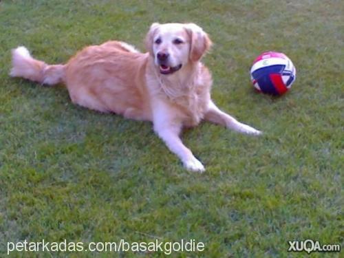 goldie Erkek Golden Retriever