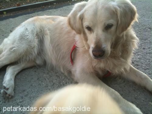 goldie Erkek Golden Retriever