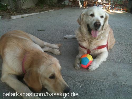 goldie Erkek Golden Retriever