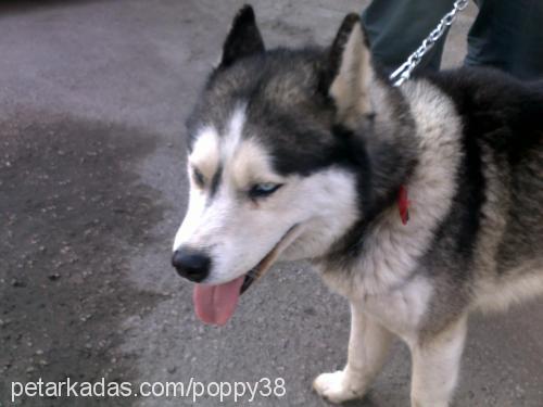 poppy Erkek Sibirya Kurdu (Husky)