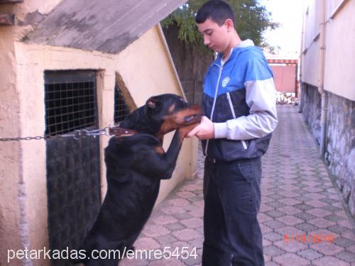 paŞa Erkek Rottweiler