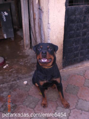 paŞa Erkek Rottweiler