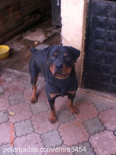 paŞa Erkek Rottweiler