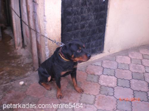 paŞa Erkek Rottweiler