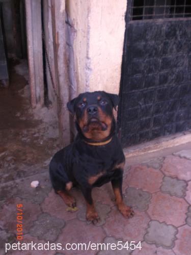 paŞa Erkek Rottweiler