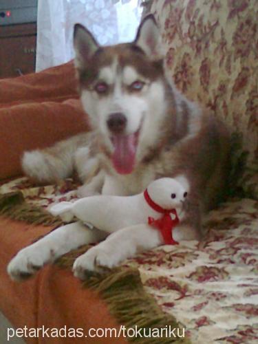 liza Dişi Sibirya Kurdu (Husky)