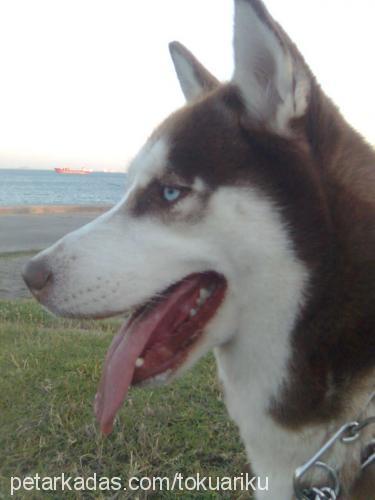 liza Dişi Sibirya Kurdu (Husky)