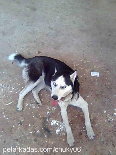 lady Dişi Sibirya Kurdu (Husky)