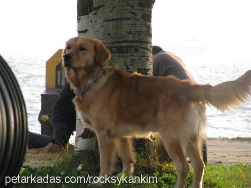 kanki Erkek Golden Retriever