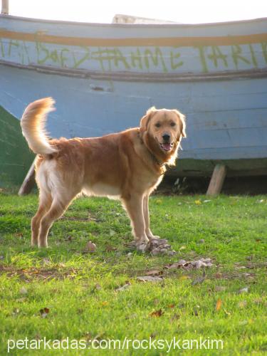 kanki Erkek Golden Retriever