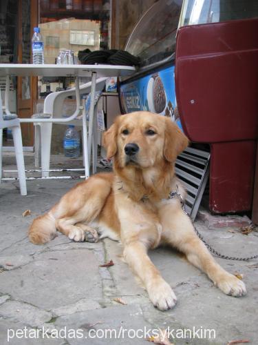 kanki Erkek Golden Retriever