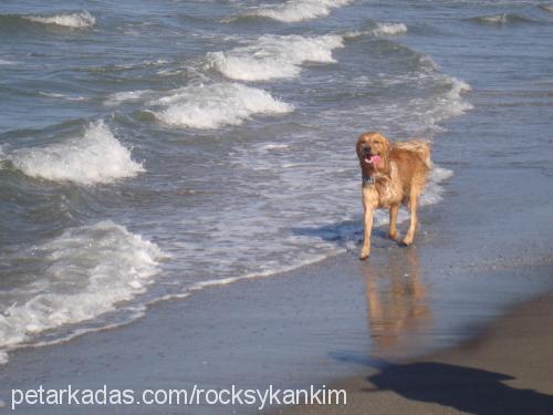 kanki Erkek Golden Retriever