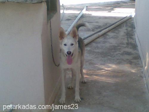 james Erkek Sibirya Kurdu (Husky)