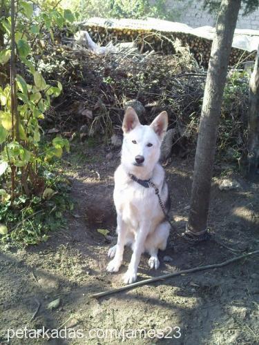 james Erkek Sibirya Kurdu (Husky)