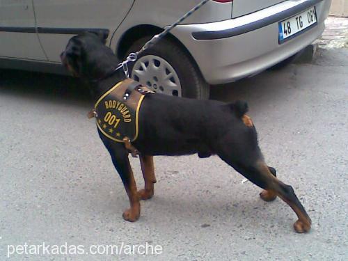 arche Erkek Rottweiler