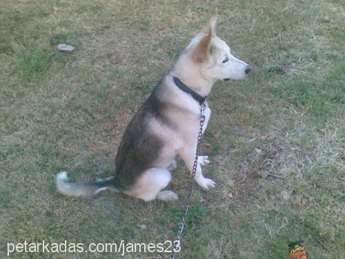 james Erkek Sibirya Kurdu (Husky)