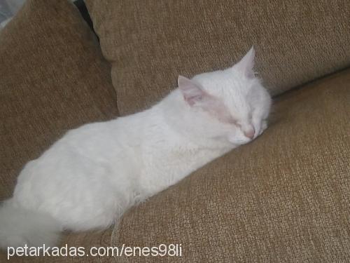 pamuk Dişi Ankara Kedisi (Angora)