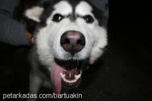 angie Dişi Alaskan Malamute