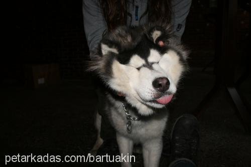 angie Dişi Alaskan Malamute